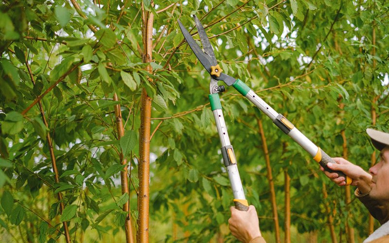 Tree trimming in Brook, IN