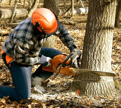 Tree Removal in Brook, IN